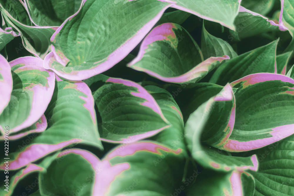 Leaves hosta green with pink in summer garden.