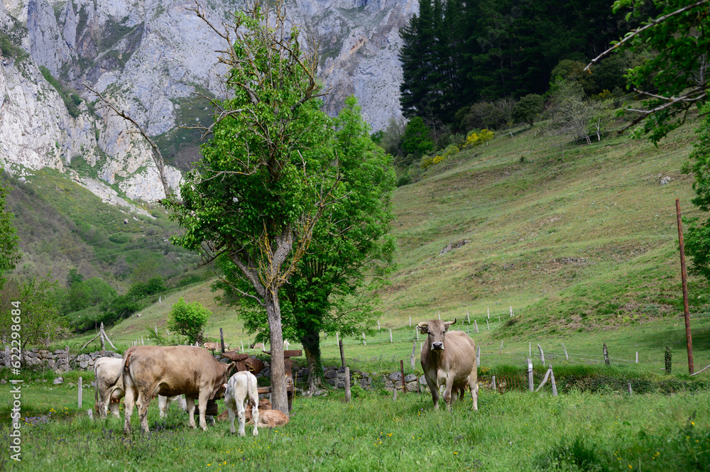 Fototapeta premium Brown Cantabrian cows grazing on pasture, Liebana Valley, Cantabria, Spain