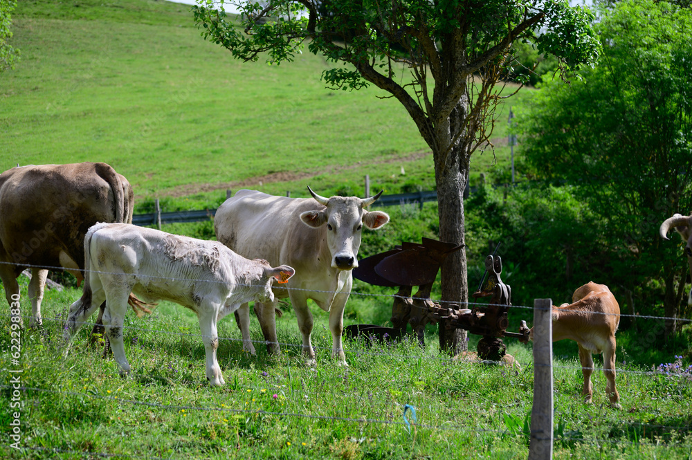 Brown Cantabrian cows grazing on pasture, Liebana Valley, Cantabria, Spain Brown Cantabrian cows grazing on pasture, Liebana Valley, Cantabria, Spain