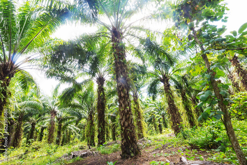 Palm plantation