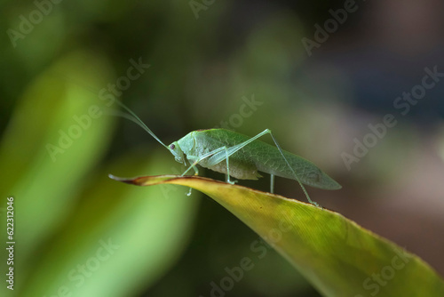 Green cricket grasshopper seen up close posed on leaf in rainforest.
