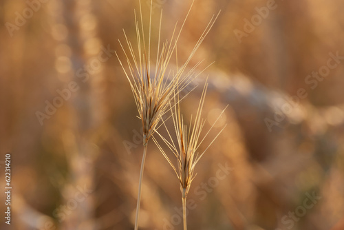 dry grass in the sunset light