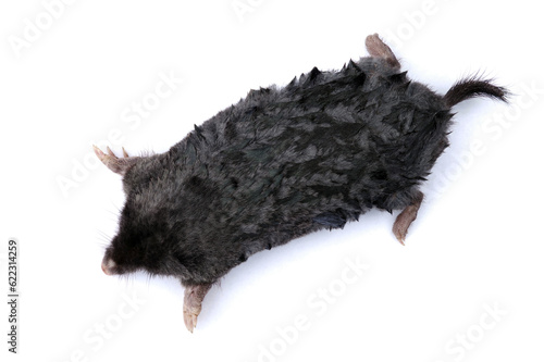 Mole with spread paws isolated on a white background. photo