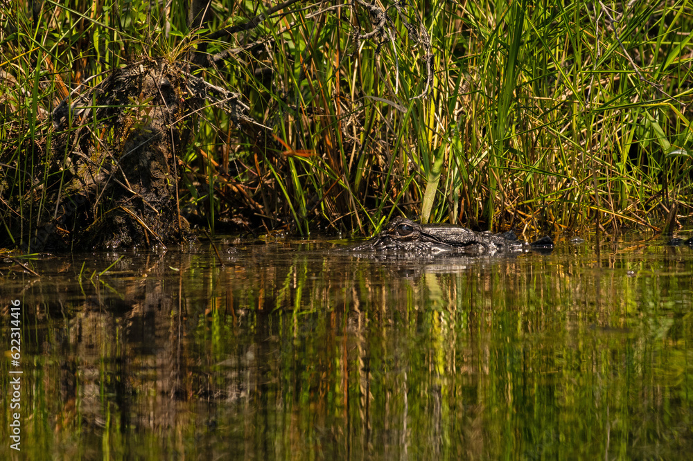 alligator in the Okefenokee National Wildlife Refuge in Georgia alligator in the Okefenokee National Wildlife Refuge in Georgia