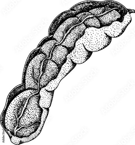 Hand drawn Tamarind (Tamarindus indica). Vector engraving illustration.