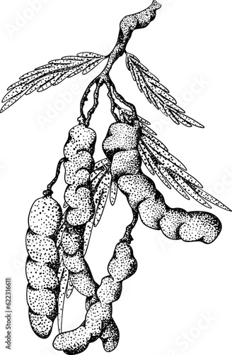 Hand drawn Tamarind (Tamarindus indica). Vector engraving illustration.