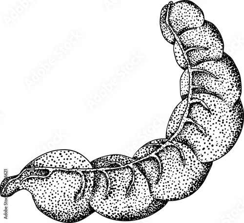 Hand drawn Tamarind (Tamarindus indica). Vector engraving illustration.
