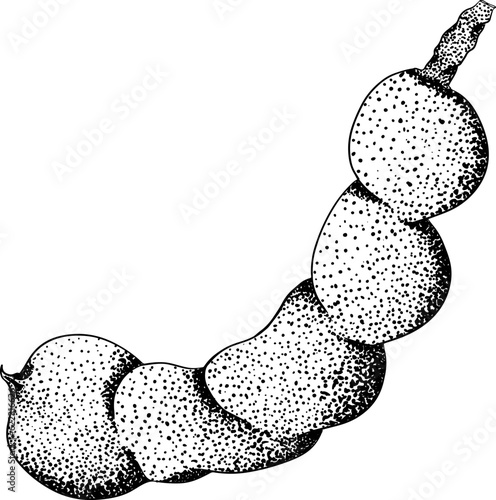 Hand drawn Tamarind (Tamarindus indica). Vector engraving illustration.