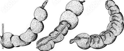 Hand drawn Tamarind (Tamarindus indica). Vector engraving illustration.