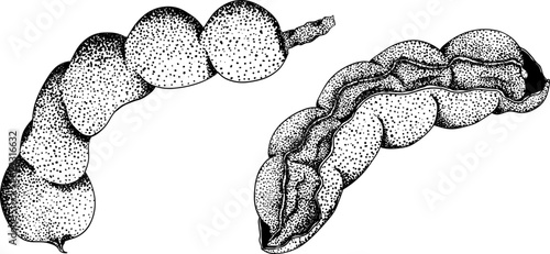 Hand drawn Tamarind (Tamarindus indica). Vector engraving illustration.