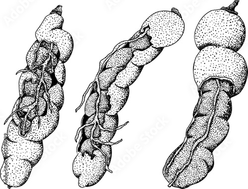 Hand drawn Tamarind (Tamarindus indica). Vector engraving illustration.
