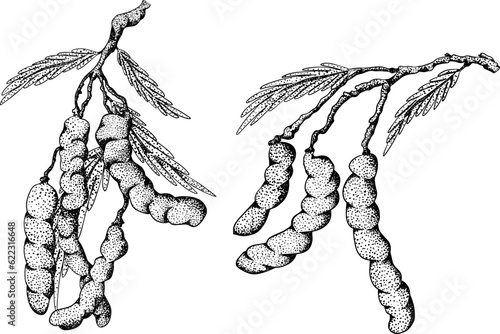 Hand drawn Tamarind (Tamarindus indica). Vector engraving illustration.