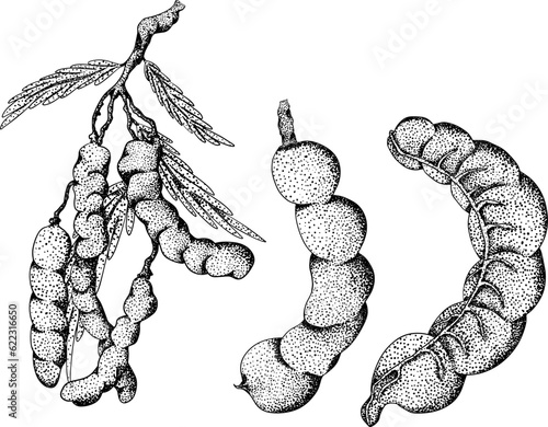 Hand drawn Tamarind (Tamarindus indica). Vector engraving illustration.