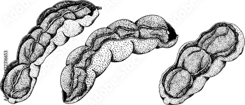 Hand drawn Tamarind (Tamarindus indica). Vector engraving illustration.