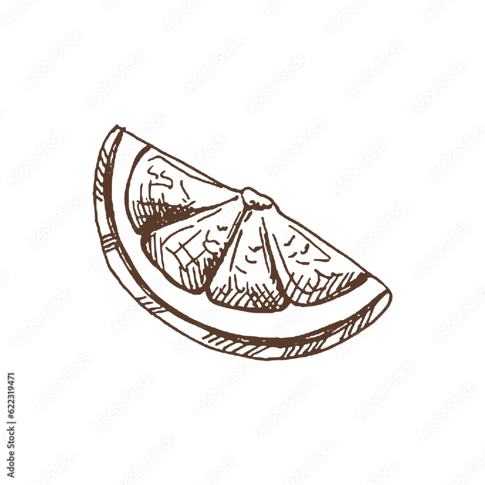 Organic food. Hand drawn vector sketch of lemon slice. Doodle vintage illustration. Decorations for the menu of cafes and labels. Engraved immage.