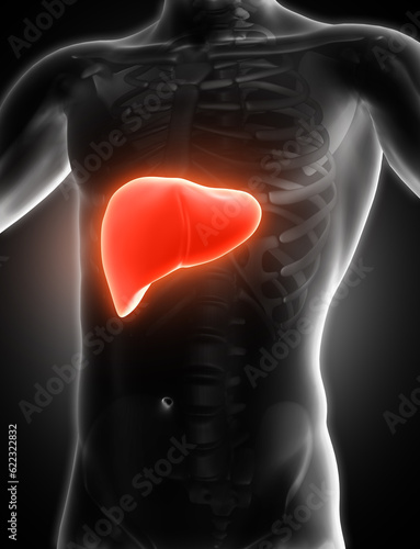 3D render of a medical image of a male figure with liver highlighted