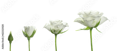 Blooming stages of beautiful rose flower on white background