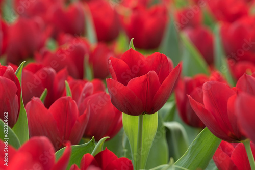 red tulips in the garden