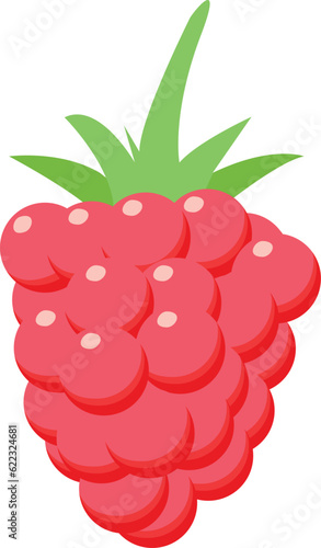 raspberry vector