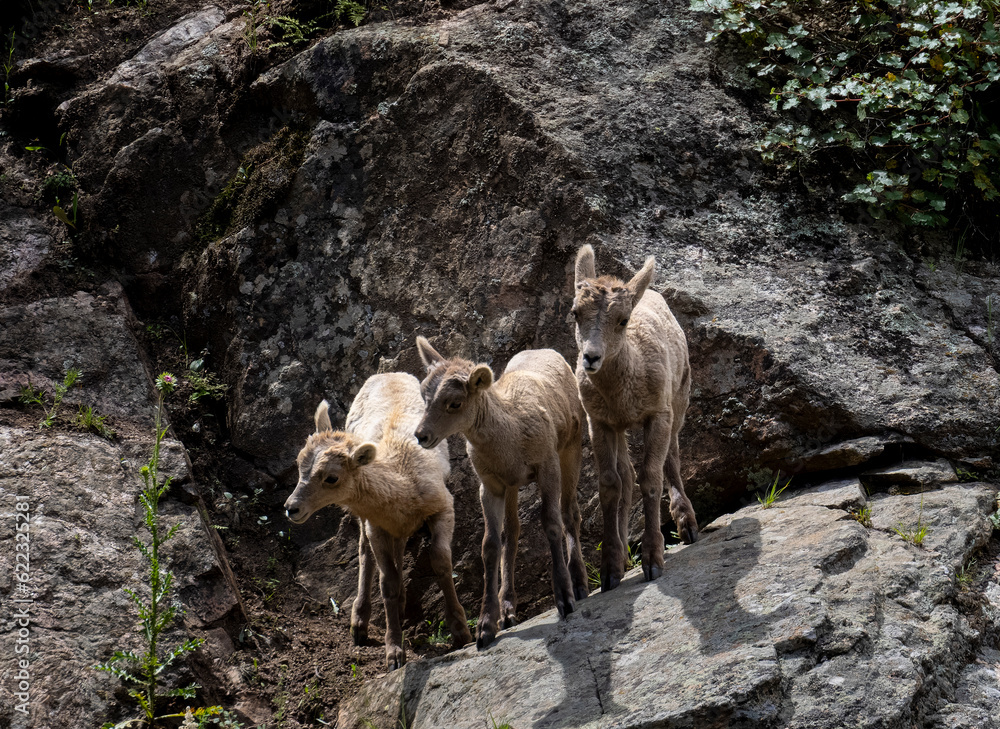 Naklejka premium Baby Bighorns