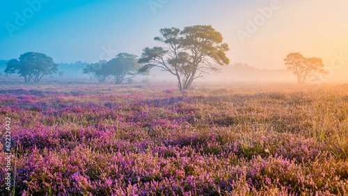 Zuiderheide National park Veluwe, purple pink heather in bloom, blooming heater on the Veluwe by Laren Hilversum Netherlands, blooming heather fields