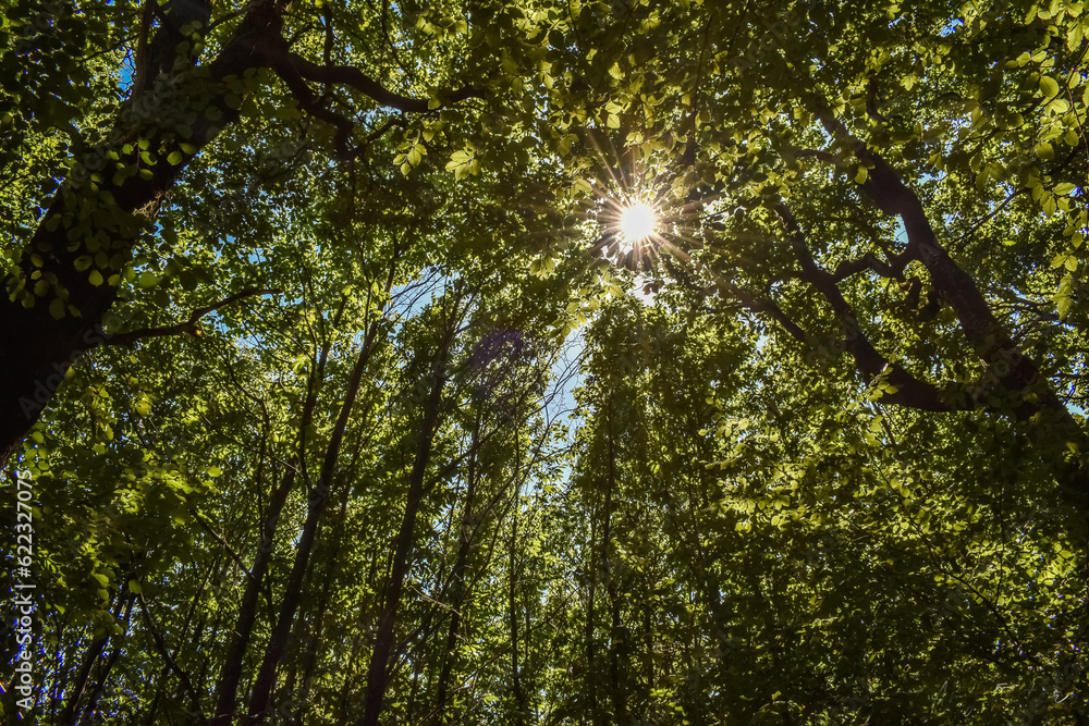 looking up at treetops summer springtime green forest woodland trees with sun shining through tree leaves looking up at treetops summer springtime green forest woodland trees with sun shining through tree leaves