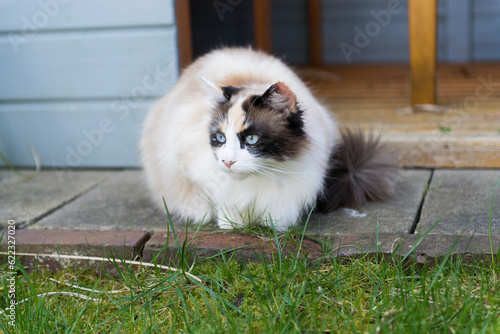 Hübsche langhaarige Katze mit blauen Augen draussen im Garten