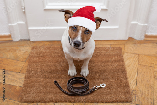 jack russell dog  waiting a the door at home with leather leash, ready to go for a walk with his owner for christmas ot xmas holidays with red santa claus hat