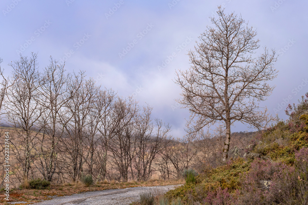 The road in the Camino de Santiago The road in the Camino de Santiago