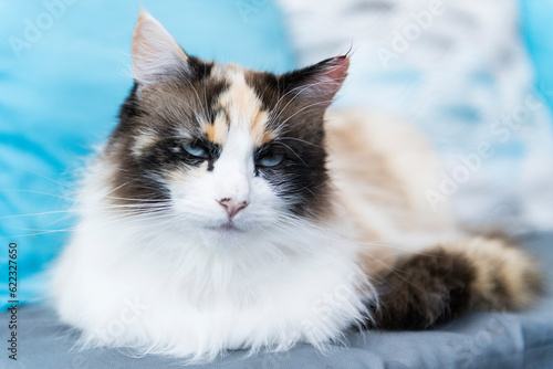 Porträt einer langhaarigen Katze mit blauen Augen