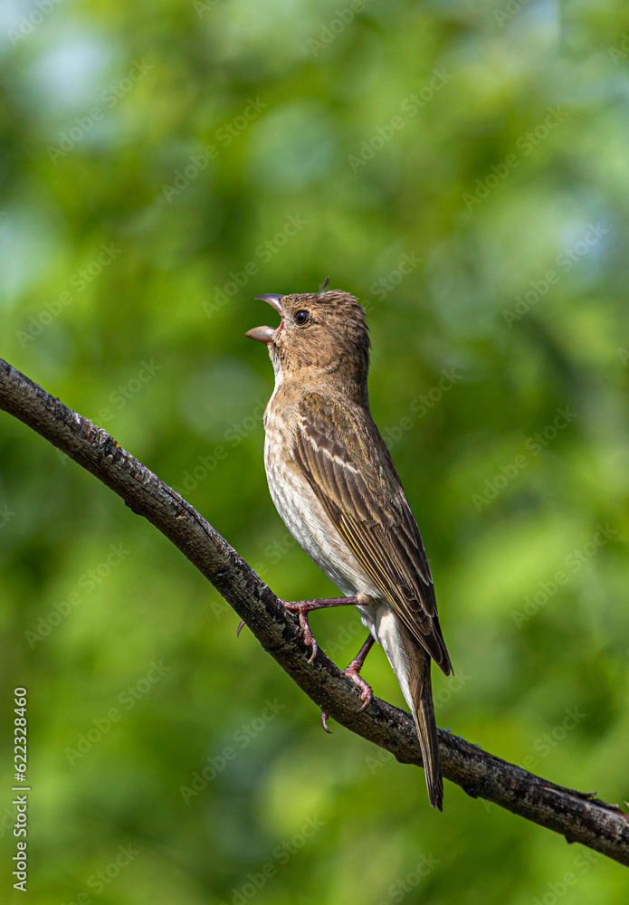 A white-gray female Common Rosefinch sings, sitting on a dry branch in a thicket of bushes. A white-gray female Common Rosefinch sings, sitting on a dry branch in a thicket of bushes.