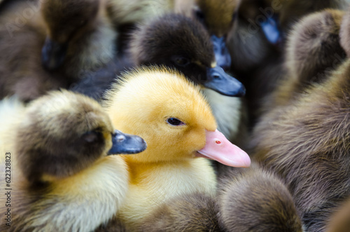 Yellow gosling and Many ducklings for sale © Designpics