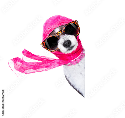 chic fashionable diva luxury  cool dog with funny sunglasses, scarf and necklace, isolated on white background, behind  banner or placard photo