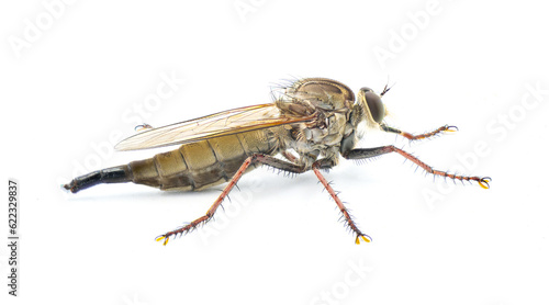 Robber fly Isolated on white background. Proctacanthus longus a species in Florida. Extremely detailed macro closeup showing hairs and bristles on legs and face. Side back profile view