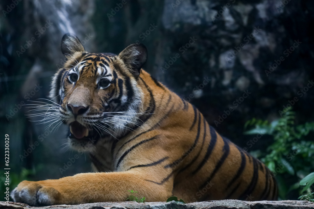 Obraz premium Close up Indochinese tiger is beautiful animal and dangerous