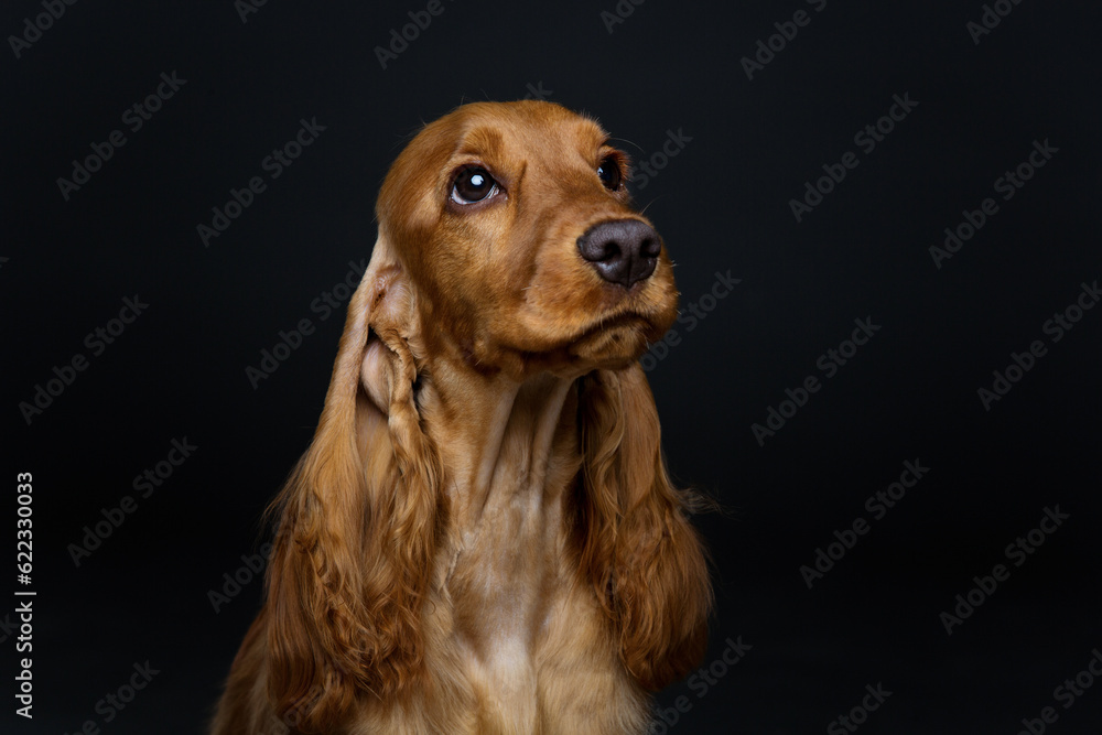 Portrait of beautiful young brown English cocker spaniel dog over black background. Closeup studio shot. Copy space.