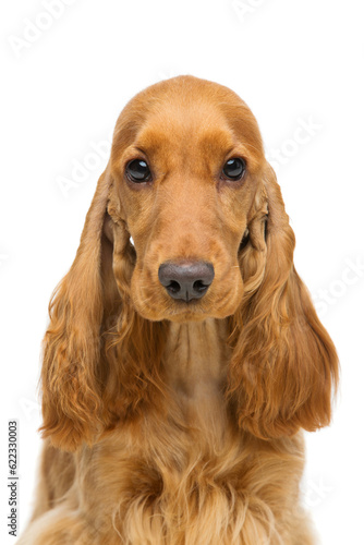 Portrait of beautiful young brown English cocker spaniel dog isolated over white background. Closeup studio shot. Copy space.