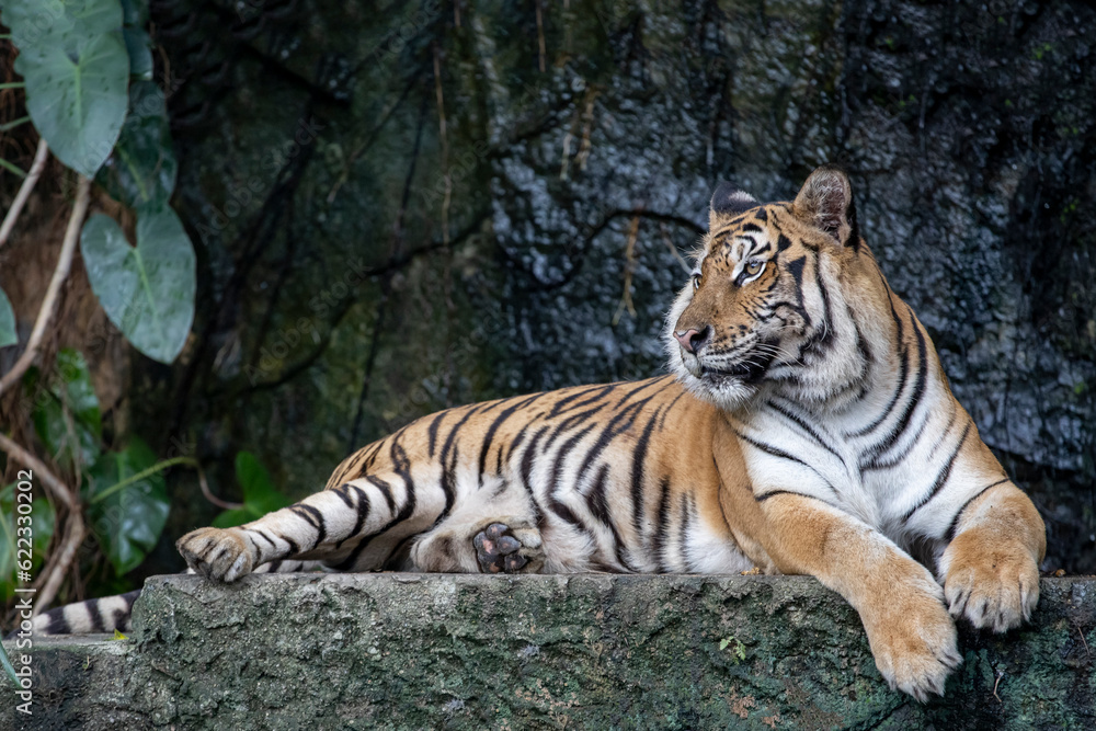 Close up bengal tiger is beautiful animal and dangerous in forest Close up bengal tiger is beautiful animal and dangerous in forest