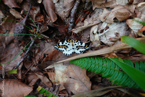 Abraxas grossulariata rests on the forest floor