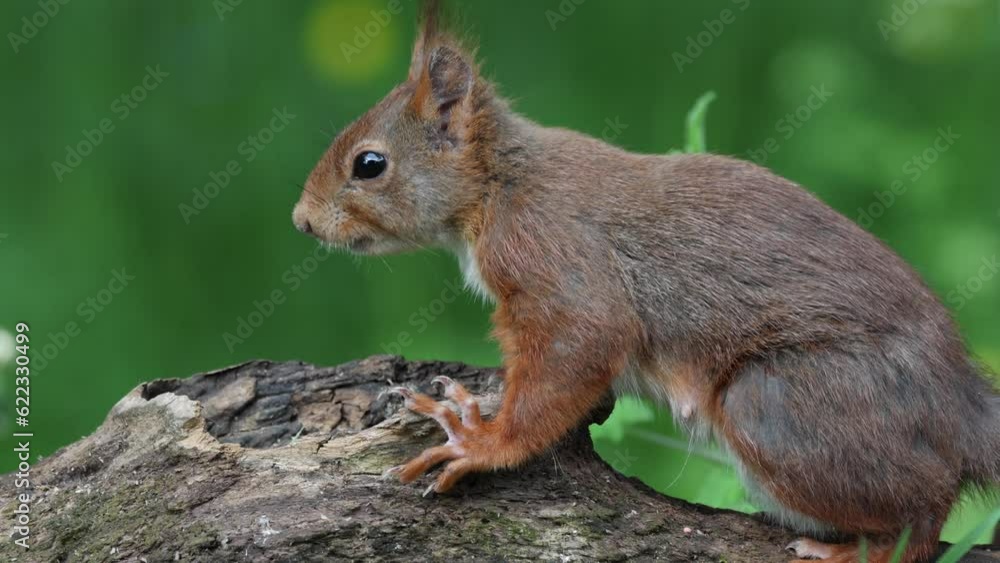 Eichhörnchen (Sciurus vulgaris) am Futter Eichhörnchen (Sciurus vulgaris) am Futter