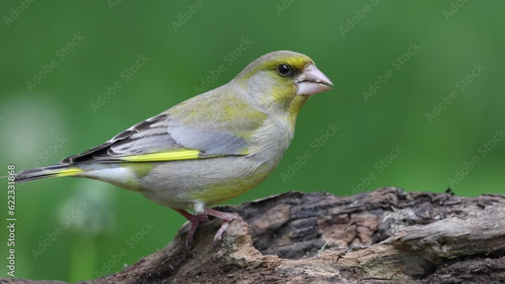 Grünfink (Chloris chloris) Grünfink (Chloris chloris)