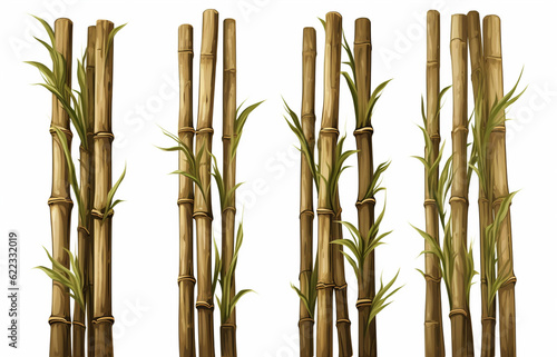 bamboo or bamboo shoots