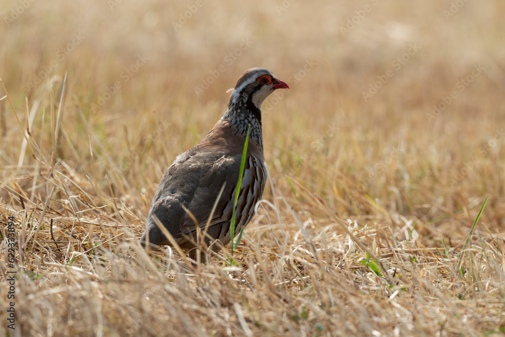 Perdrix rouge,.Alectoris rufa, Red legged Partridge Perdrix rouge,.Alectoris rufa, Red legged Partridge
