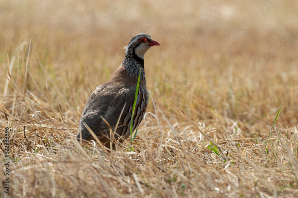 Perdrix rouge,.Alectoris rufa, Red legged Partridge Perdrix rouge,.Alectoris rufa, Red legged Partridge