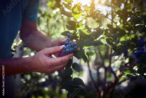 Picking fresh blueberries on a farm.