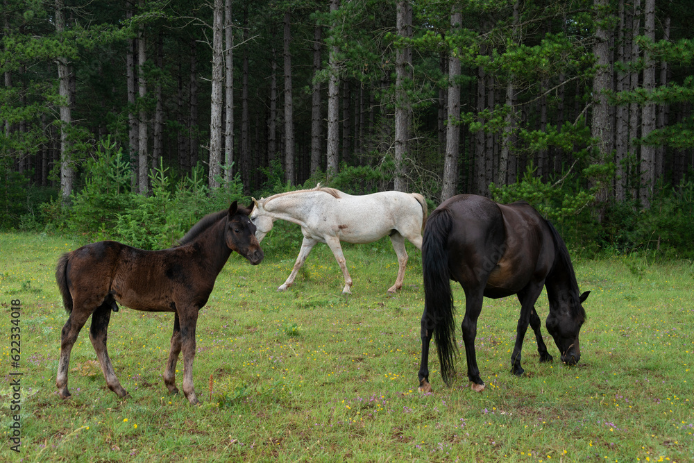 Cheval , poulin, Parc naturel régional des Grands Causses, 12, Aveyron Cheval , poulin, Parc naturel régional des Grands Causses, 12, Aveyron