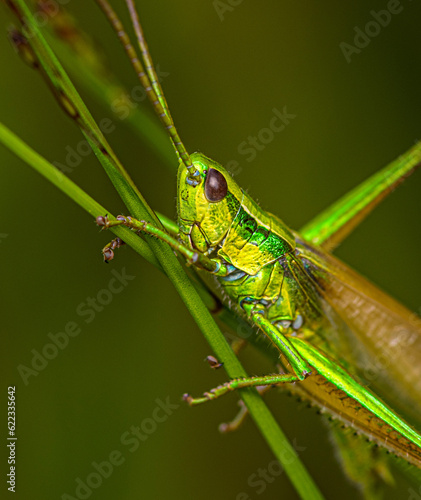 A yellow-green grasshopper with blue joints crawls up a grass stalk.