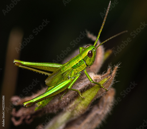 A bright green little grasshopper sits on top of a dry grass stalk.