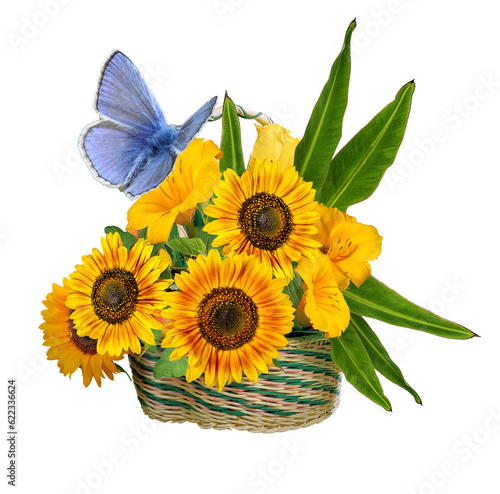 Sunflowers in a basket and a colorful butterfly   isolated on a white background