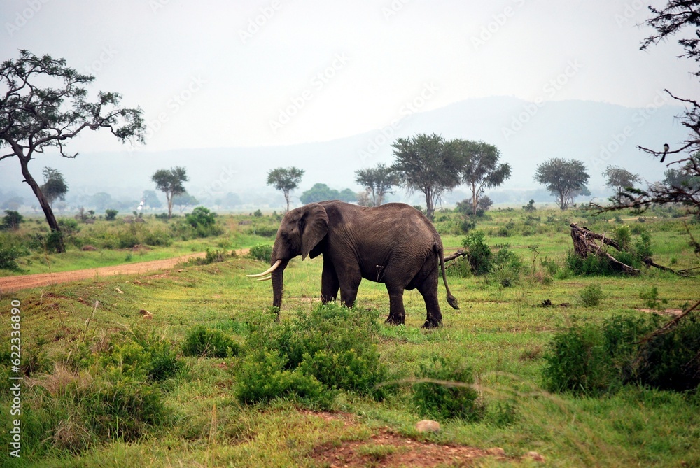 Elephant isolated in the savanna in Tanzania